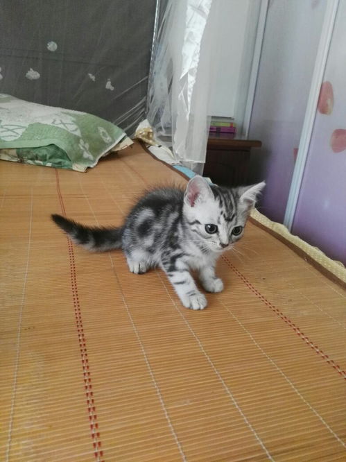 宠物猫被盗怎么鉴定