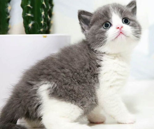 怎么买宠物猫划算