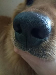 宠物狗鼻子发干怎么回事