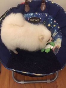 宠物狗爪子变红怎么办啊