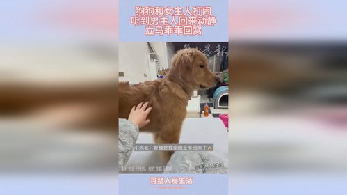 主人和宠物狗打闹怎么办