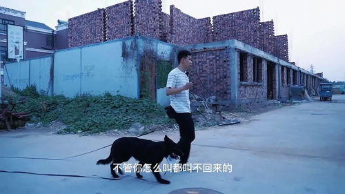 宠物狗在外面叫怎么办啊