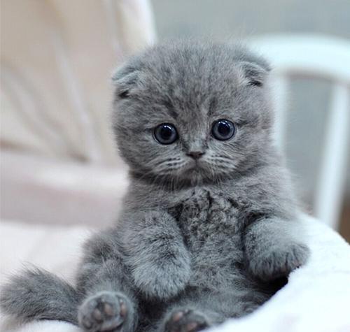 宠物猫前期怎么喂养