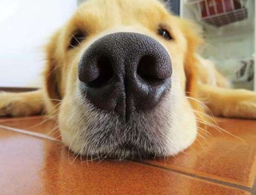 宠物狗鼻子长毛怎么办啊