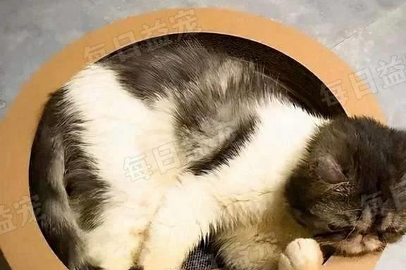 宠物猫不愿意出去怎么办