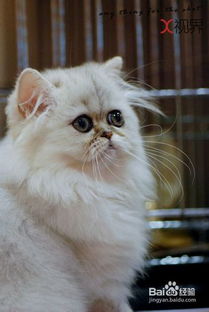 宠物猫从小吃饭怎么办啊
