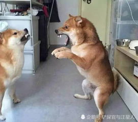 打宠物狗生气了怎么办