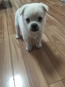 宠物狗拉稀怎么回事儿啊