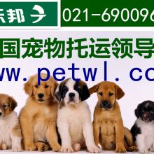 宠物狗托运费用怎么收费
