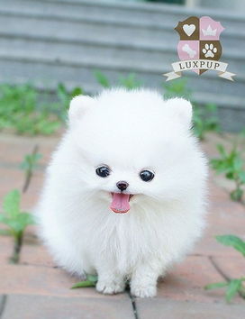 博美宠物狗绳子怎么绑的