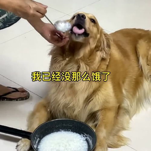 怎么看宠物狗饿不饿了