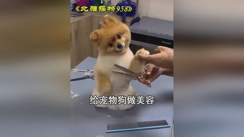 做宠物狗的怎么做的
