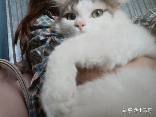 怎么送养宠物猫