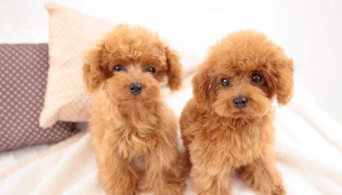 宠物狗贵宾犬怎么养的好