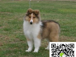 牧羊犬幼犬多少钱一只
