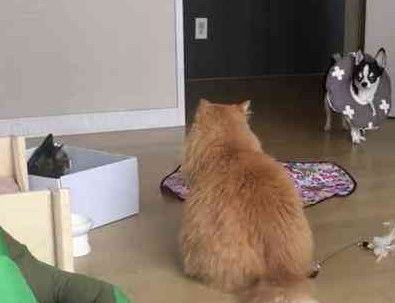 宠物狗遇到猫会怎么样呢