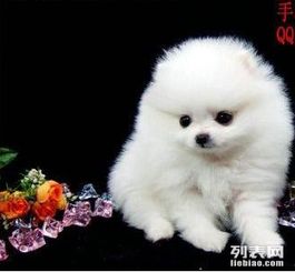 宠物狗做拉毛怎么做好看