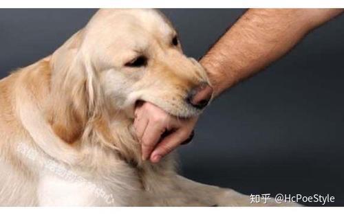 宠物狗突然咬主人怎么办