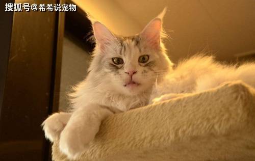 宠物猫怎么才能发情呢