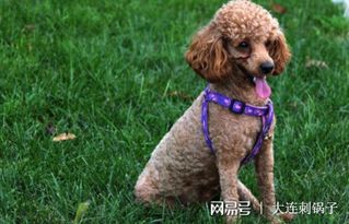 宠物狗拉的屎要怎么处理