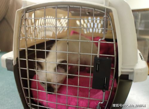 宠物狗的猫笼怎么做