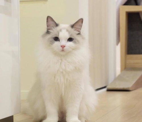 宠物猫怎么独处养