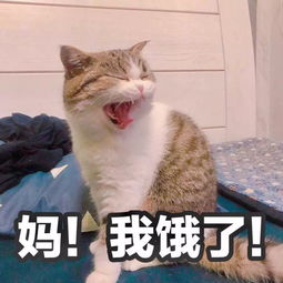 宠物猫不是猫粮怎么喂