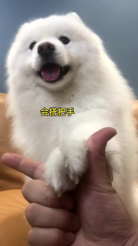 宠物狗被偷走会怎么样