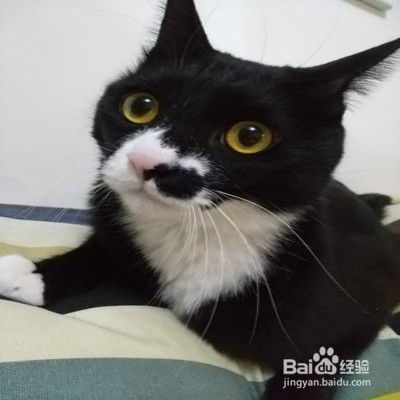 宠物猫产后怎么护理