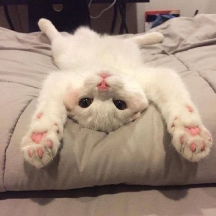萌宠们的宠物猫怎么画的