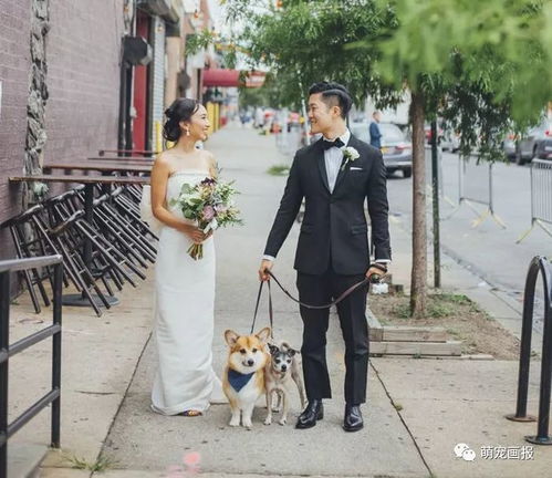 婚纱照怎么带宠物狗拍的