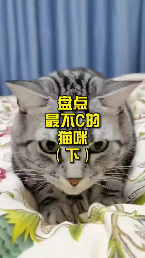 宠物猫怎么不臭