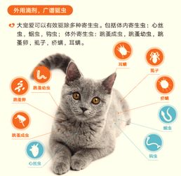 家养宠物猫怎么驱虫