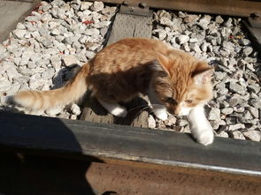 怎么带宠物猫上车