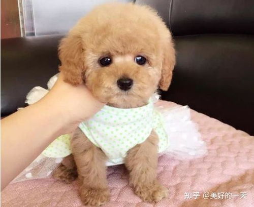 怎么样把宠物狗养胖呢