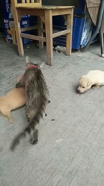 宠物狗欺负喵星人怎么办