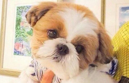 给儿童买的宠物狗怎么喂养