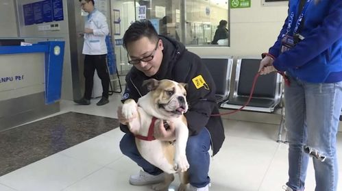 养宠物狗重病了怎么办