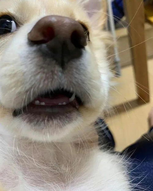 宠物狗牙齿掉了要怎么办