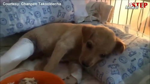 宠物狗被打断了怎么办呢
