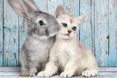 宠物狗猫兔怎么选品相的