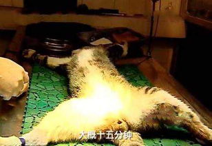 公猫绝育手术多少钱
