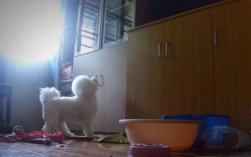宠物狗去方舱怎么办啊