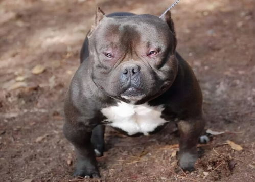 宠物狗恶霸犬怎么养的好
