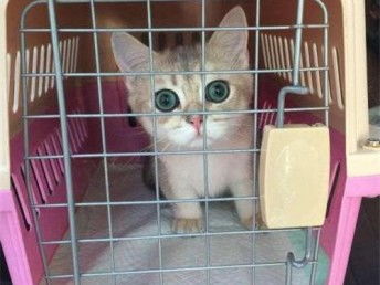 托运宠物猫怎么托运的