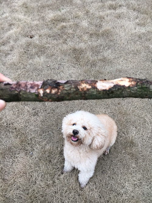 宠物狗不停的咳嗽怎么治