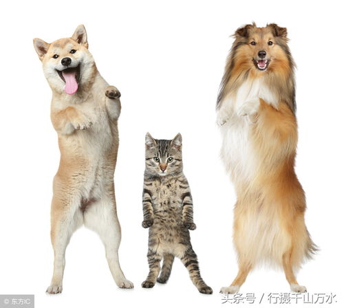 聚宝斋怎么卖宠物猫狗的