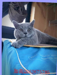 宠物猫怎么带着走