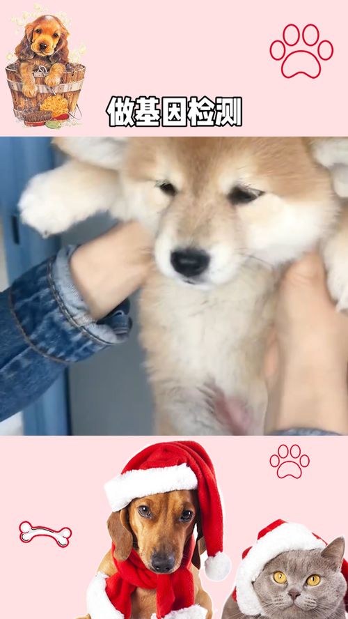 宠物狗测基因怎么测的呢