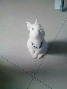 宠物狗快过年了怎么办